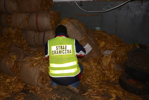 ujawnione liście tytoniu 