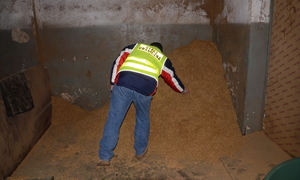 ujawniona krajanka tytoniowa 