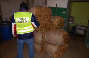 ujawnione liście tytoniu 