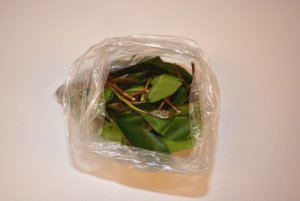 liście czuwaliczki jadalnej (Catha edulis - Khat) 