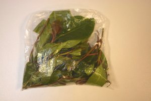 liście czuwaliczki jadalnej (Catha edulis - Khat) 