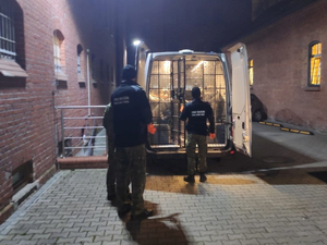 Funkcjonariusze Straży Granicznej przewożą cudzoziemców do PSG w Opolu 