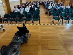 Pies Straży Granicznej spogląda w kierunku kamery, przed nim na krzesłach siedzi młodzież uczestnicząca w prelekcji. Pies Straży Granicznej spogląda w kierunku kamery, przed nim na krzesłach siedzi młodzież uczestnicząca w prelekcji.