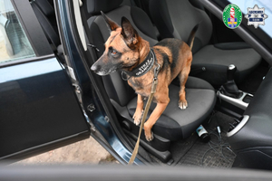 Pies Straży Granicznej