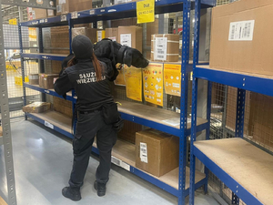  Pies na rękach opiekuna obwąchuje górną część półek z paczkami