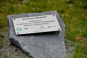 Kamień z tabliczką: Aleja drzew powstała z okazji 35 - lecia powołania Straży Granicznej. Kwiecień 2026