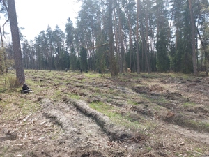  Sadzimy nowe lasy dla przyszłych pokoleń